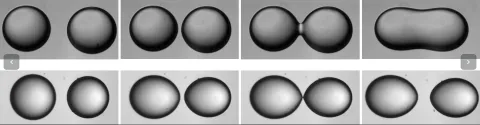 A controled noncoalescence of water droplets in oil manipulating with an externally applied electric field